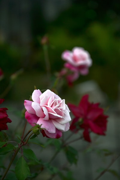 粉红色和白色的花朵在透镜倾斜转变
